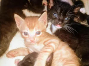 Gato raça SRD idade Abaixo de 2 meses nome Sem Nome