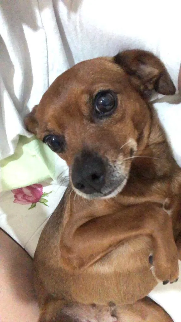 Cachorro ra a Pinscher idade 5 anos nome Anitta 