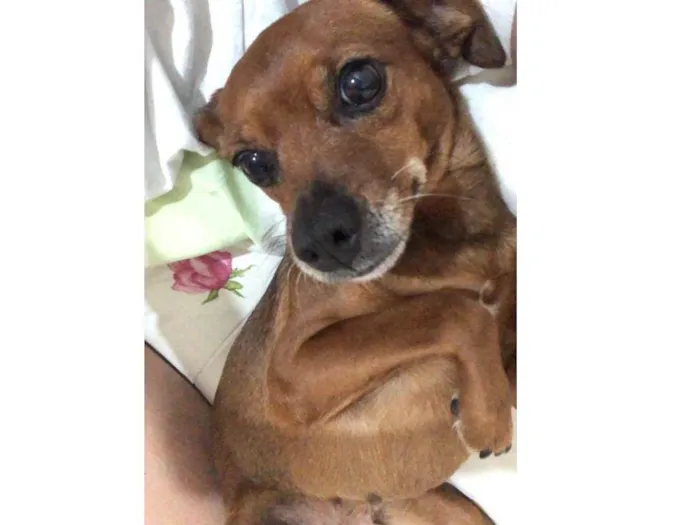 Cachorro ra a Pinscher idade 5 anos nome Anitta 