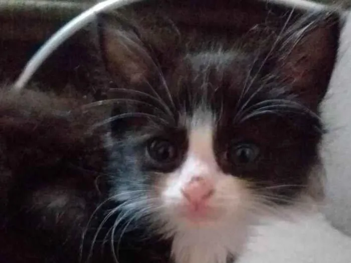 Gato raça SRD-ViraLata idade Abaixo de 2 meses nome Pingo