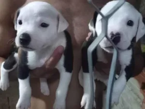 Cachorro raça SRD-ViraLata com pitibul  idade Abaixo de 2 meses nome Sem nome 