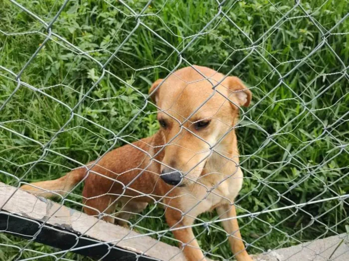 Cachorro ra a SRD idade 1 ano nome Kofi e irmãs Tea / Pink
