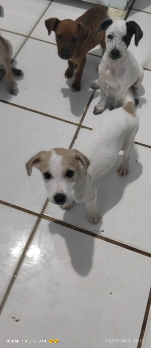 Cachorro raça Indefinida  idade 2 a 6 meses nome Pingo
