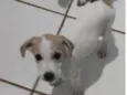 Pingo