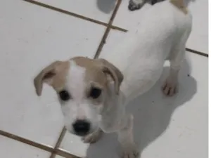 Cachorro raça Indefinida  idade 2 a 6 meses nome Pingo