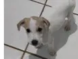 Pingo
