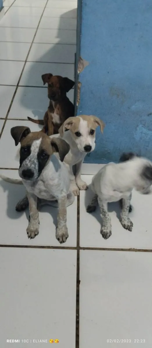 Cachorro raça Indefinida  idade Abaixo de 2 meses nome Leia 
