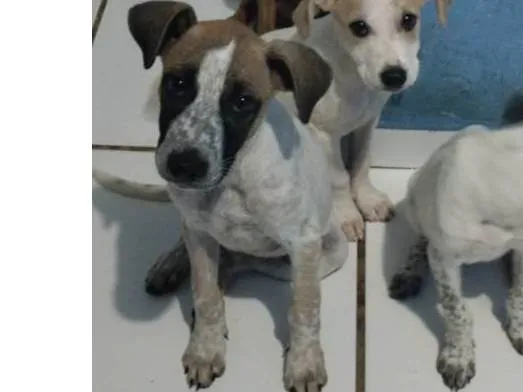 Cachorro raça Indefinida  idade Abaixo de 2 meses nome Leia 