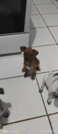 Cacau 