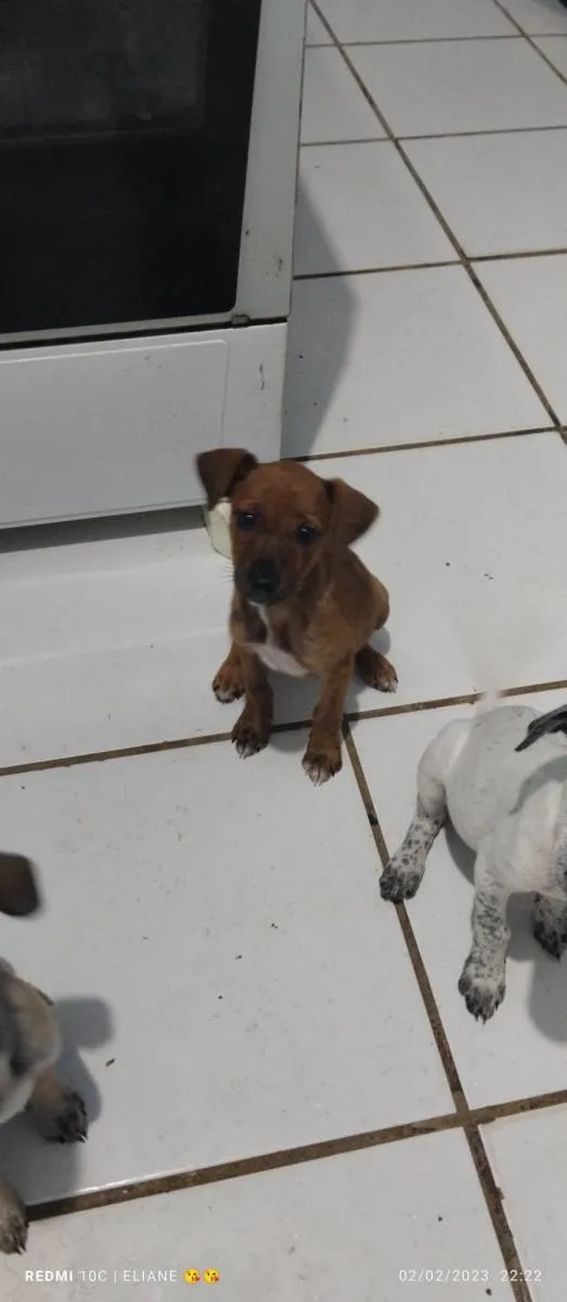Cachorro raça Indefinida  idade 2 a 6 meses nome Cacau 
