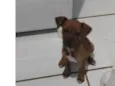 Cacau 