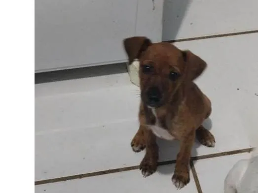 Cachorro raça Indefinida  idade 2 a 6 meses nome Cacau 