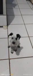 Juju