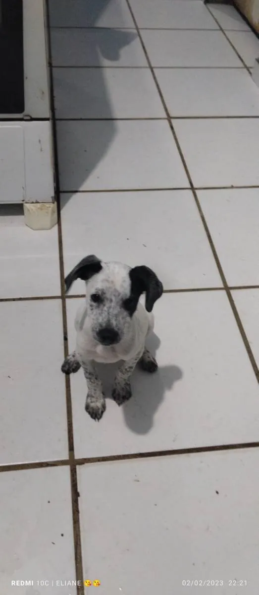 Cachorro raça Indefinida  idade 2 a 6 meses nome Juju
