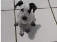 Juju