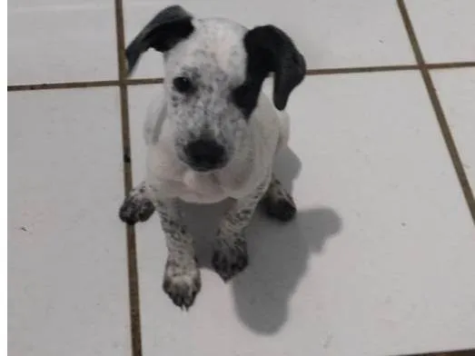 Cachorro raça Indefinida  idade 2 a 6 meses nome Juju