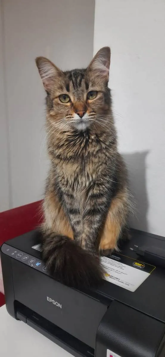 Gato raça SRD idade 2 anos nome Cacau e Canela