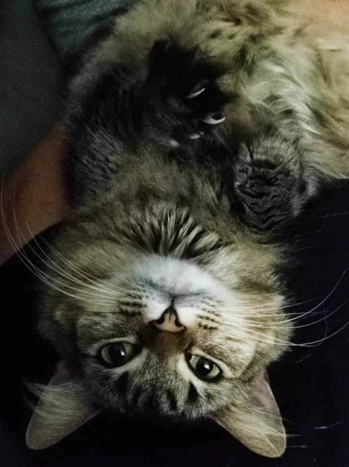 Gato raça SRD idade 2 anos nome Cacau e Canela