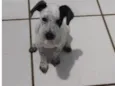 Juju