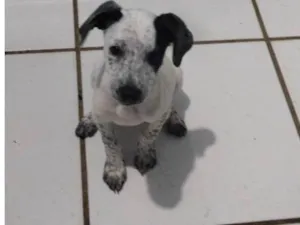 Cachorro raça Indefinida  idade 2 a 6 meses nome Juju