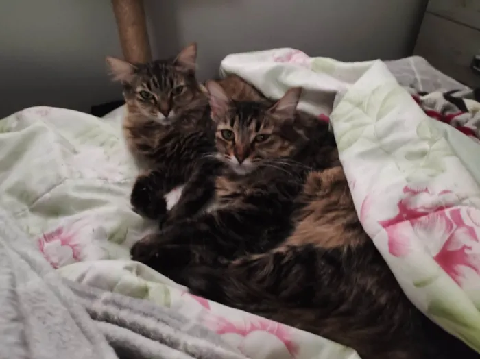 Gato raça SRD idade 2 anos nome Cacau e Canela