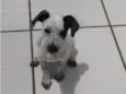 Juju