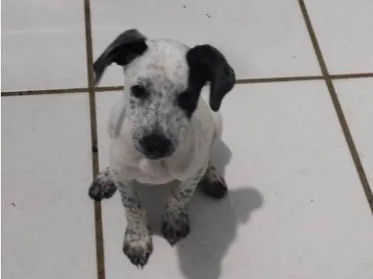 Cachorro raça Indefinida  idade 2 a 6 meses nome Juju