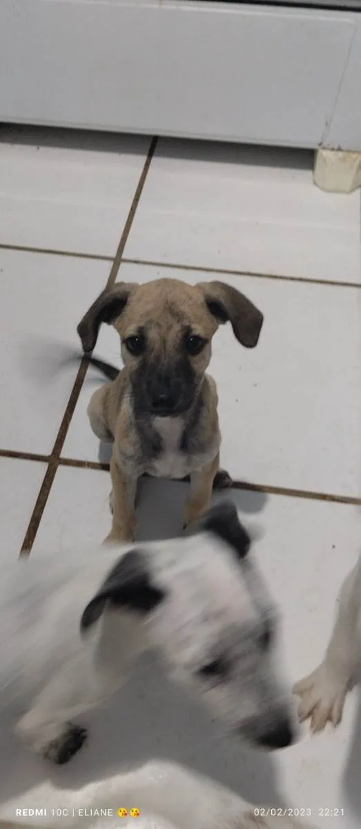 Cachorro raça Indefinida  idade 2 a 6 meses nome Gigi