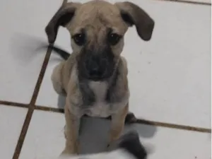 Cachorro raça Indefinida  idade 2 a 6 meses nome Gigi
