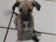 Gigi