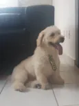 Snoop