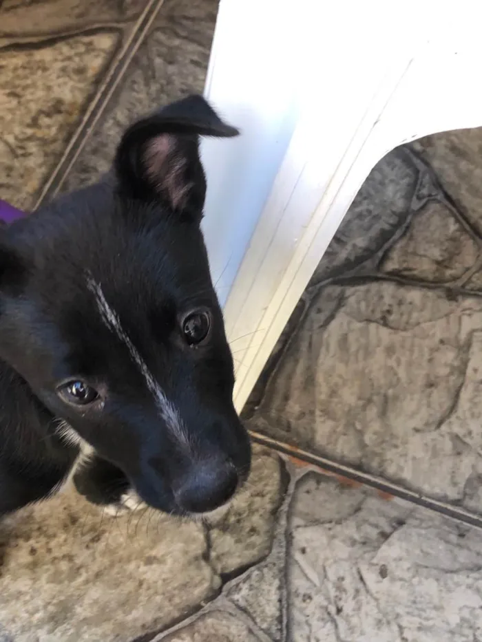 Cachorro ra a Burriler  idade 2 a 6 meses nome Maya