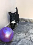 Maya