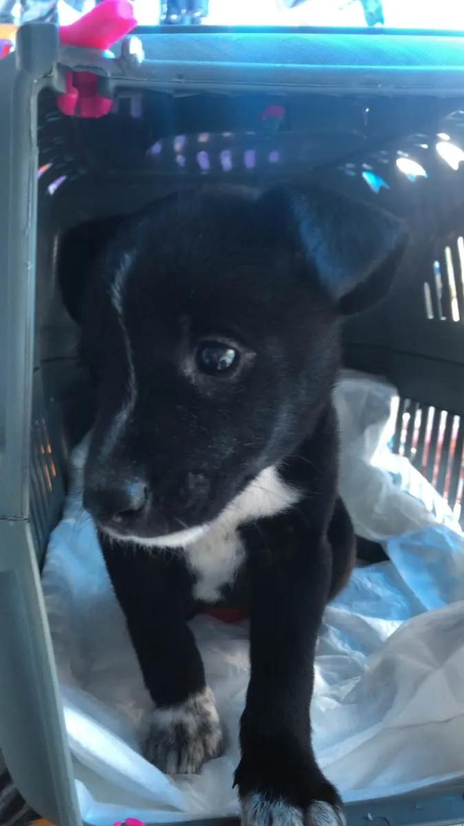 Cachorro ra a Burriler  idade 2 a 6 meses nome Maya
