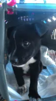 Maya