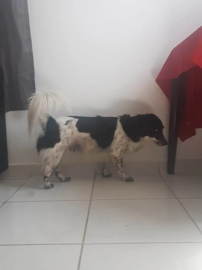 Cachorro raça SRD-ViraLata idade 6 ou mais anos nome Luna