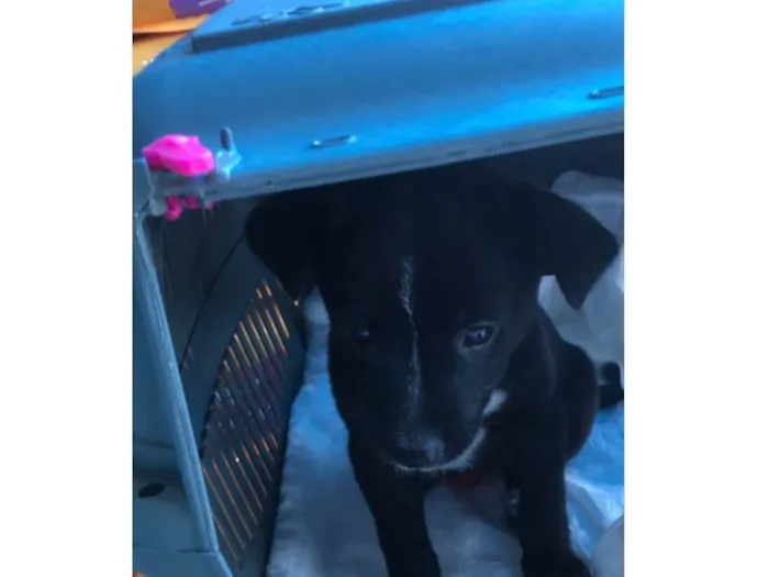 Cachorro ra a Burriler  idade 2 a 6 meses nome Maya