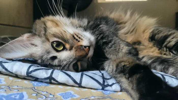 Gato raça SRD idade 2 anos nome Cacau e Canela