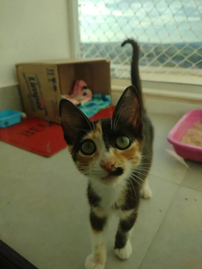 Gato ra a Sem raça definida idade 2 a 6 meses nome Terra