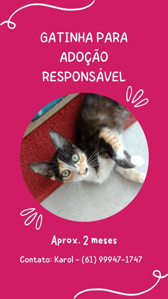 Gato ra a Sem raça definida idade 2 a 6 meses nome Terra