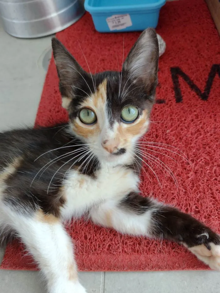 Gato ra a Sem raça definida idade 2 a 6 meses nome Terra
