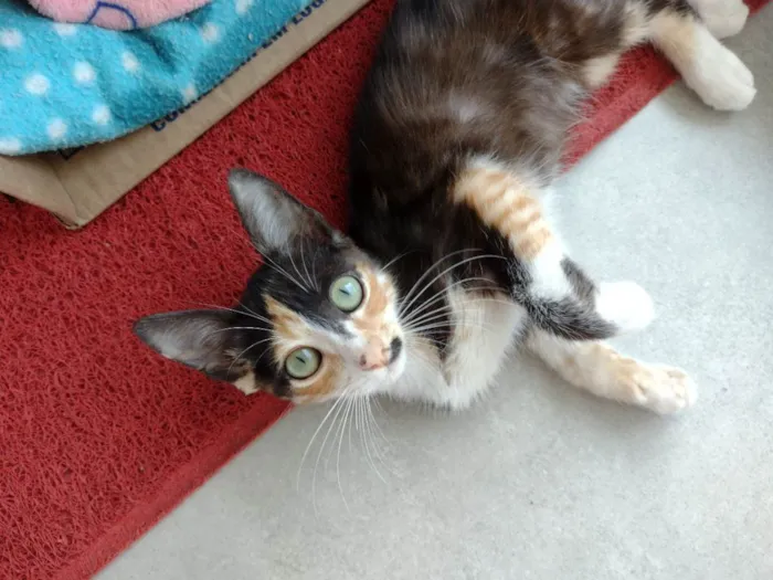Gato ra a Sem raça definida idade 2 a 6 meses nome Terra