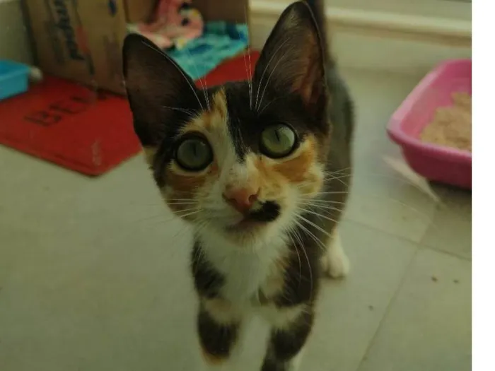 Gato ra a Sem raça definida idade 2 a 6 meses nome Terra