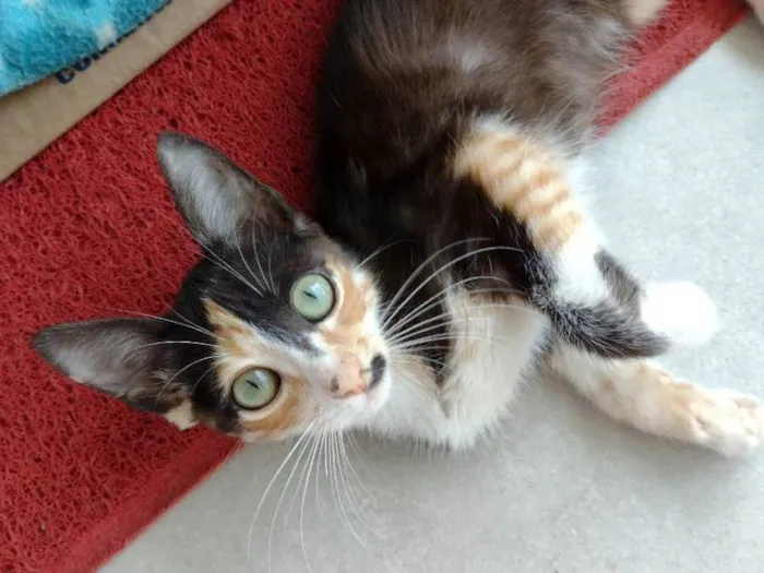 Gato ra a Sem raça definida idade 2 a 6 meses nome Terra