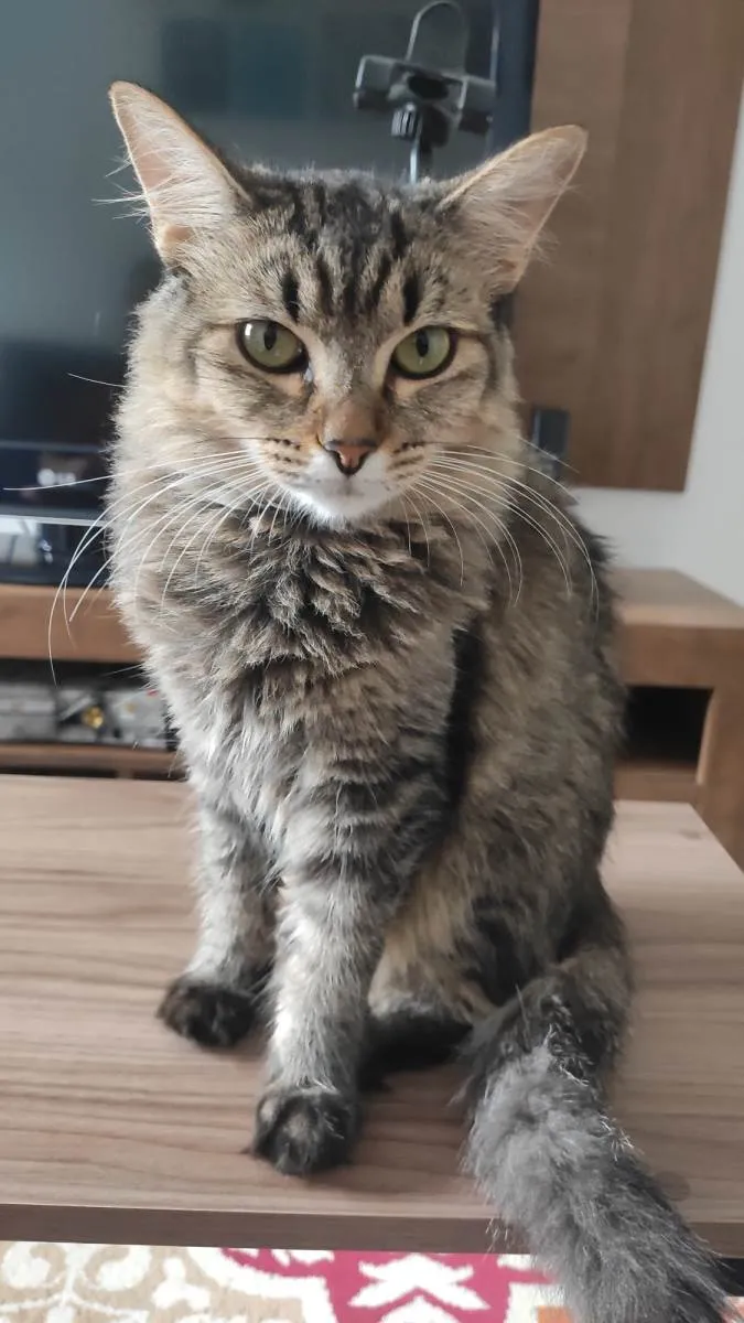 Gato raça SRD idade 2 anos nome Cacau e Canela