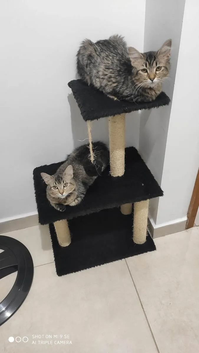 Gato raça SRD idade 2 anos nome Cacau e Canela