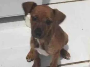Cachorro raça Indefinida  idade 2 a 6 meses nome Cacau 
