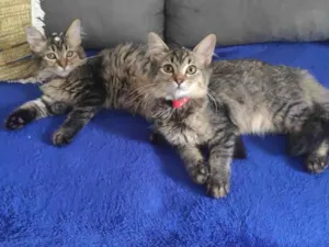 Gato raça SRD idade 2 anos nome Cacau e Canela
