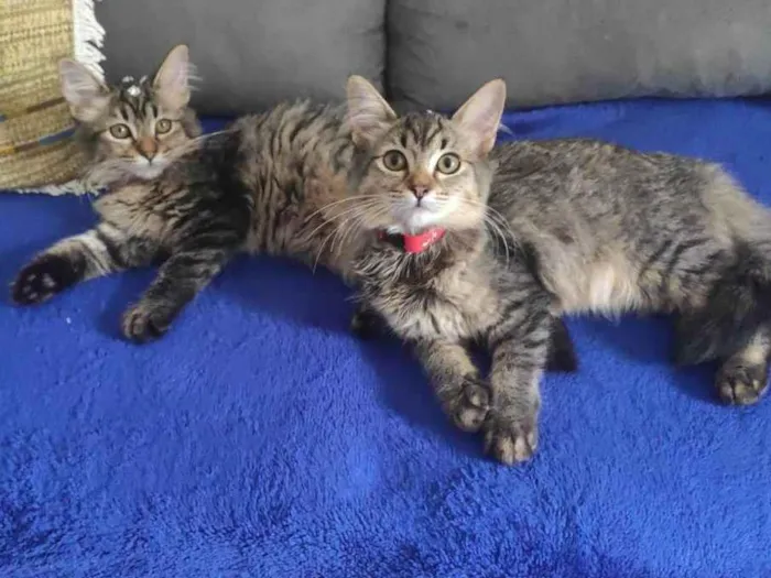 Gato raça SRD idade 2 anos nome Cacau e Canela