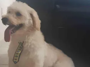 Cachorro raça SRD-ViraLata idade 4 anos nome Snoop
